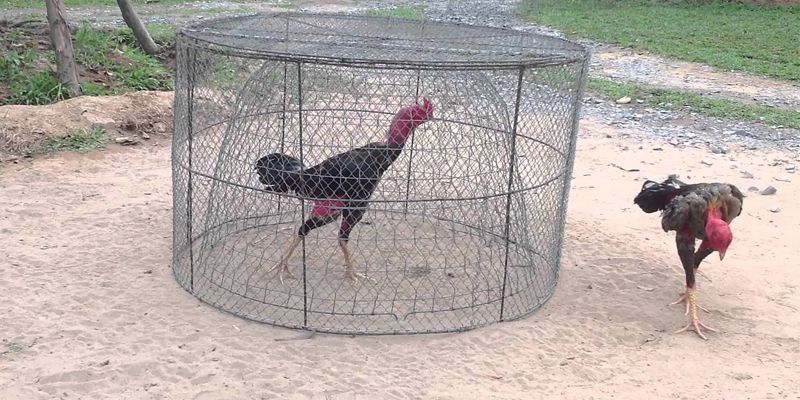 Cách Tập Luyện Cho Gà Đá Cựa Sắt, Hé Lộ 3 Cách Hay