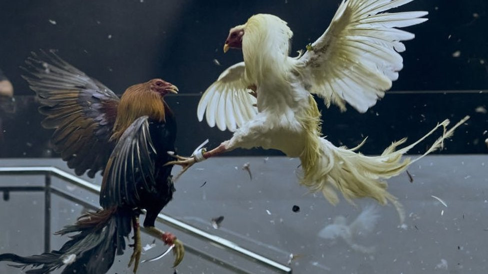EEBET Guide: Cockfighting Beliefs